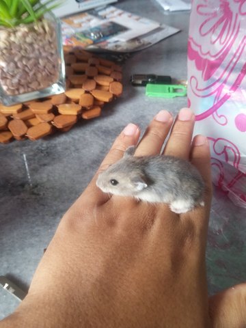 Sapphire Dwarf Hamster - Short Dwarf Hamster Hamster