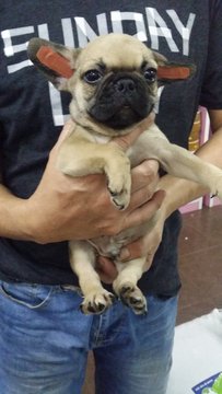 French Bulldog Male Puppy P5 - French Bulldog Dog