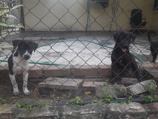 4 Cute Puppies - Mixed Breed Dog