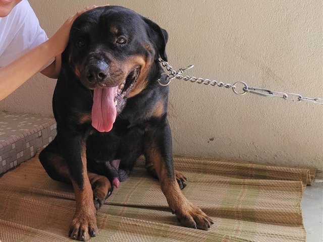 Rocky - Rottweiler Dog