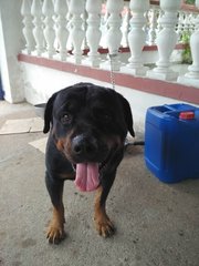 Rocky - Rottweiler Dog