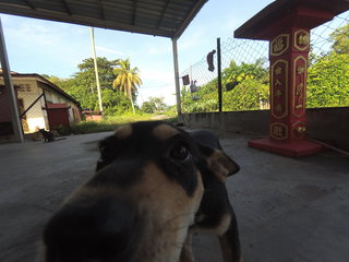 Blackie - Mixed Breed Dog