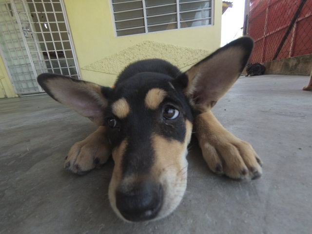 Blackie - Mixed Breed Dog