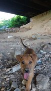 Puppies - Mixed Breed Dog