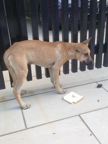 Puppy - Mixed Breed Dog