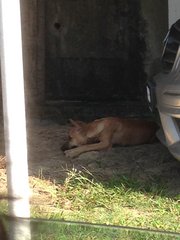 Puppy - Mixed Breed Dog