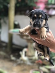 3 Puppies For Adoption - Mixed Breed Dog