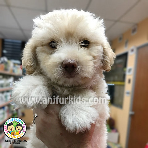 Adorable Male Maltese Mix Poodle1 Puppy - Maltese + Poodle Dog