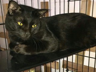 Black - Domestic Long Hair Cat