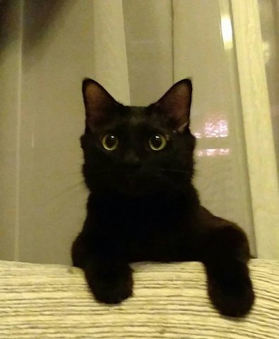 Black - Domestic Long Hair Cat