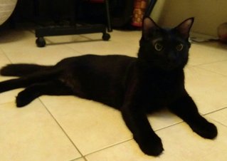 Black - Domestic Long Hair Cat