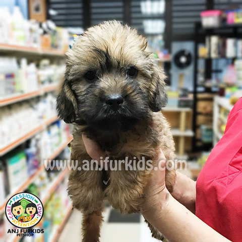 Mini Schnauzer Mix Shih Tzu Puppy - Schnauzer + Shih Tzu Dog