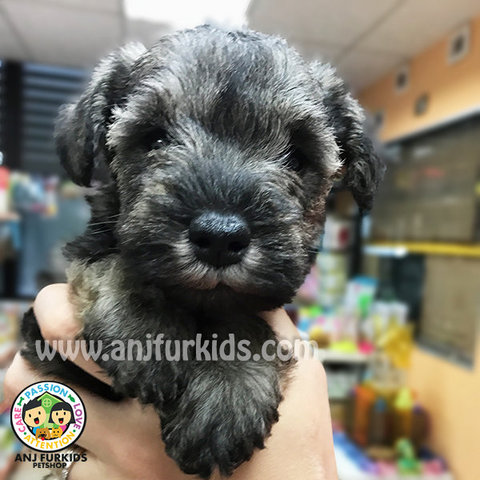 Adorable Female Mini Schnauzer Puppies - Schnauzer Dog