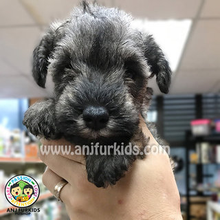 Adorable Female Mini Schnauzer Puppies - Schnauzer Dog