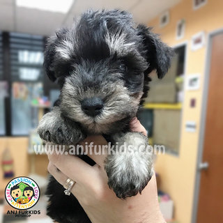 Adorable Female Mini Schnauzer Puppies - Schnauzer Dog