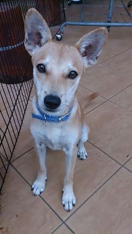 Memo - Mixed Breed Dog