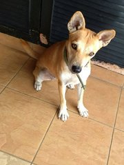 Memo - Mixed Breed Dog