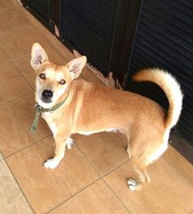 Memo - Mixed Breed Dog