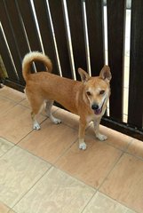 Memo - Mixed Breed Dog