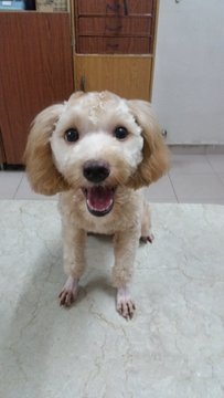 Coey - Poodle Dog