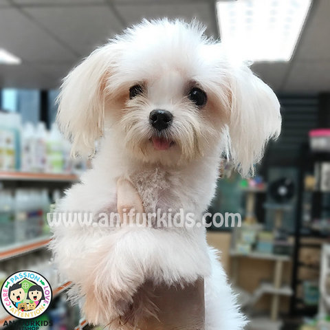 Adorable Female Maltese Puppy - Maltese Dog