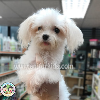 Adorable Female Maltese Puppy - Maltese Dog