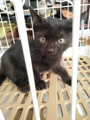 Blackie - American Shorthair + Domestic Short Hair Cat