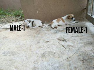 Only Male-1 available now.