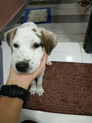 Puppy - Mixed Breed Dog