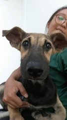 Mandy - Mixed Breed Dog