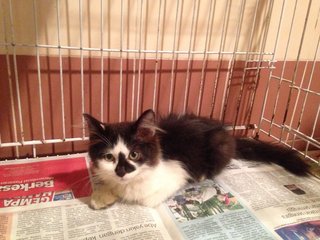 Tom - Maine Coon + Calico Cat