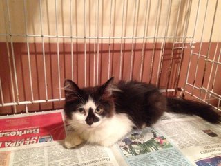 Tom - Maine Coon + Calico Cat