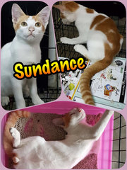 Sundance, is such a cheerful & friendly kitten