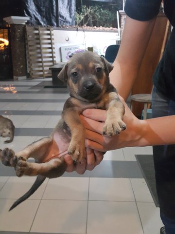 Puppies - Mixed Breed Dog