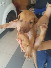 Puppies - Mixed Breed Dog