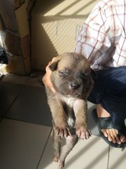 Puppies - Mixed Breed Dog