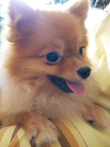 Mango - Pomeranian Dog