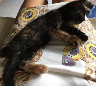 Tikki - Tortoiseshell Cat