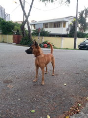 German Shepherd Mix - Great Watchdog - German Shepherd Dog Mix Dog