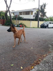 German Shepherd Mix - Great Watchdog - German Shepherd Dog Mix Dog