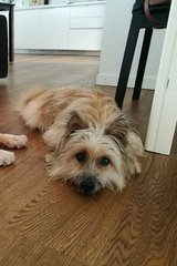 Billy, Terrier Mix - Cairn Terrier Dog