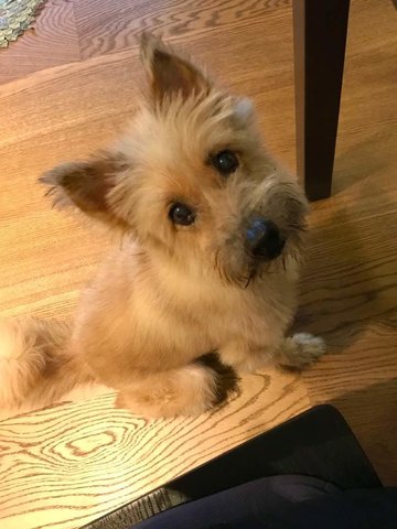 Billy, Terrier Mix - Cairn Terrier Dog