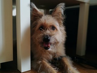 Billy, Terrier Mix - Cairn Terrier Dog