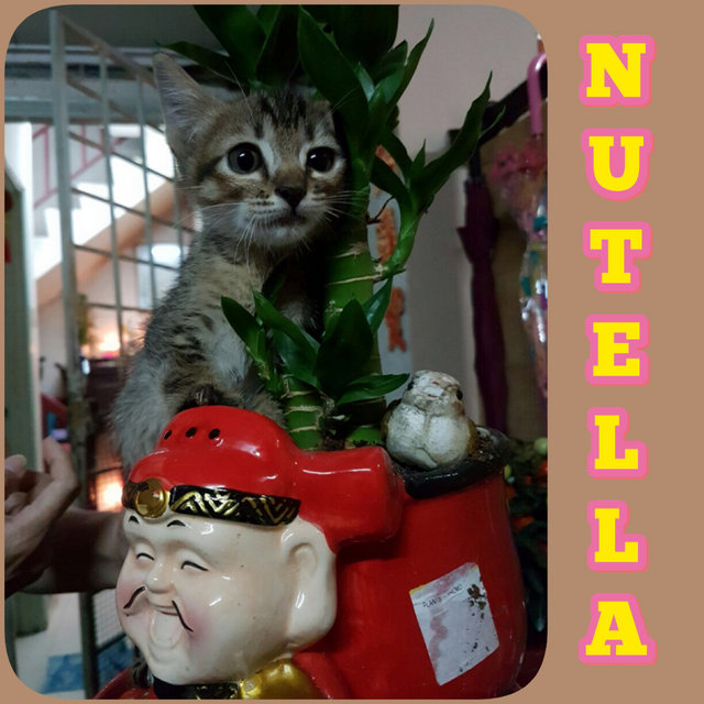 Nutella - Sweet &amp; Shy Girl - Tabby Cat