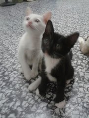 Upin &amp; Ipin - Siamese + Domestic Short Hair Cat