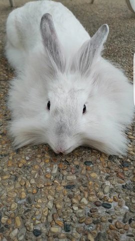 Bella - Lionhead Rabbit