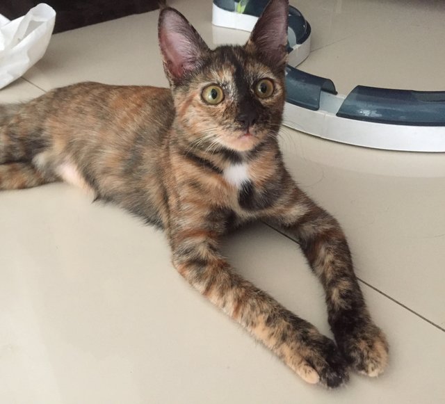 Playful Kitten - Tortoiseshell + Domestic Short Hair Cat