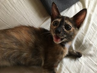 Playful Kitten - Tortoiseshell + Domestic Short Hair Cat