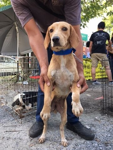 Beagle - Ipoh - Beagle Mix Dog