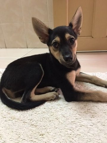 Cha Cha - Ipoh - Pharaoh Hound Mix Dog